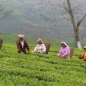 Preview: Teegarten in Darjeeling
